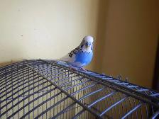 1 YEAR OLD  VIOLET  MALE  BUDGIE  FOR SALE - Photo 3
