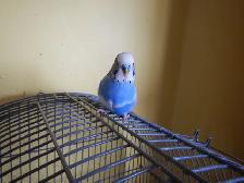 1 YEAR OLD  VIOLET  MALE  BUDGIE  FOR SALE - Photo 5