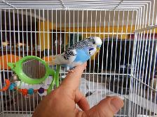 1 YEAR OLD  VIOLET  MALE  BUDGIE  FOR SALE - Photo 6