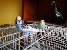 1 YEAR OLD  VIOLET  MALE  BUDGIE  FOR SALE - Photo 9