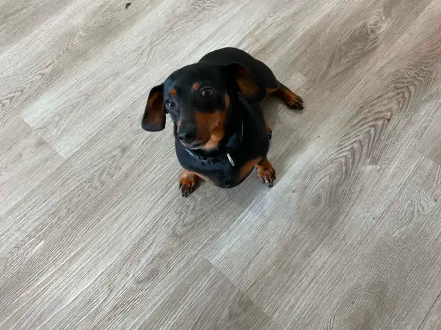 Miniature Dachshound to re-home