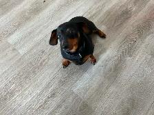 Miniature Dachshound to re-home