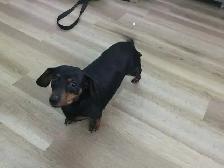 Miniature Dachshound to re-home - Photo 2