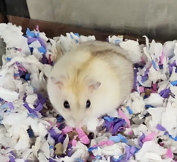 hamster nain winter white bebe elevage ethique