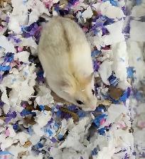 hamster nain winter white bebe elevage ethique - Photo 2
