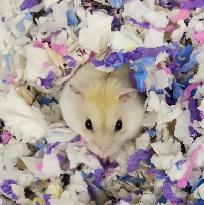 hamster nain winter white bebe elevage ethique - Photo 3