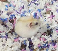 hamster nain winter white bebe elevage ethique - Photo 4