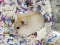 hamster nain winter white bebe elevage ethique - Photo 5