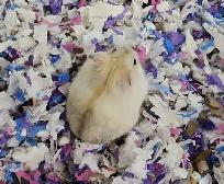 hamster nain winter white bebe elevage ethique - Photo 6