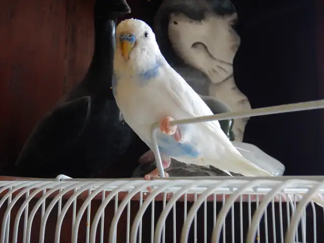 5 MONTH OLD  VIOLET  MALE  BABY BUDGIE  FOR SALE