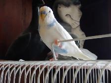 5 MONTH OLD  VIOLET  MALE  BABY BUDGIE  FOR SALE