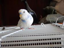 5 MONTH OLD  VIOLET  MALE  BABY BUDGIE  FOR SALE - Photo 5