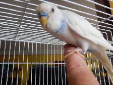 5 MONTH OLD  VIOLET  MALE  BABY BUDGIE  FOR SALE - Photo 6