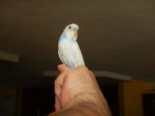 5 MONTH OLD  VIOLET  MALE  BABY BUDGIE  FOR SALE - Photo 7