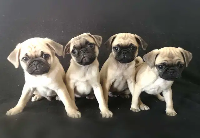 Chiots Pug Carlin prêts à partir...ready to go !