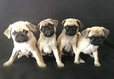 Chiots Pug Carlin prêts à partir...ready to go !