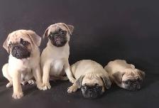 Chiots Pug Carlin prêts à partir...ready to go ! - Photo 2