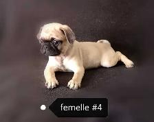 Chiots Pug Carlin prêts à partir...ready to go ! - Photo 5