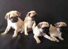 Chiots Pug Carlin prêts à partir...ready to go ! - Photo 7