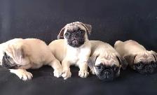 Chiots Pug Carlin prêts à partir...ready to go ! - Photo 8