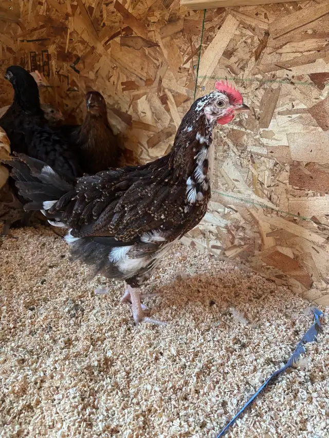 2 rooster