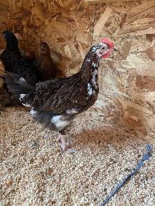2 rooster