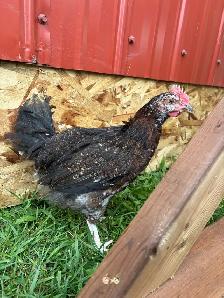 2 rooster - Photo 2