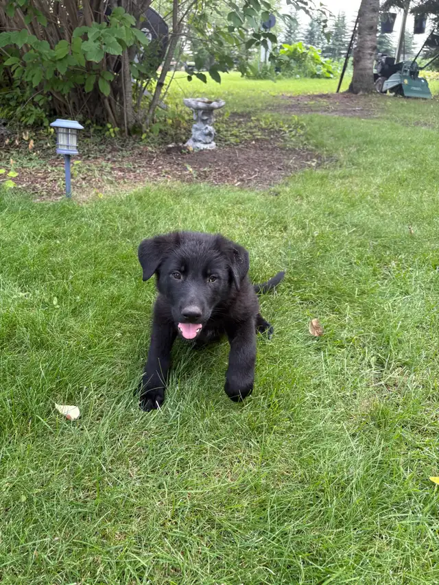 German Shepard puppies