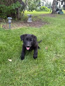 German Shepard puppies