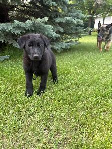 German Shepard puppies - Photo 2