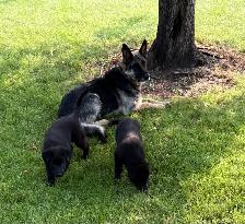 German Shepard puppies - Photo 4