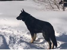 German Shepard puppies - Photo 5