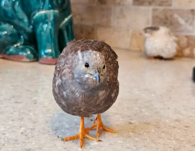 Wanted Button quail