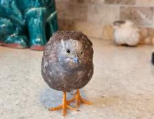 Wanted Button quail