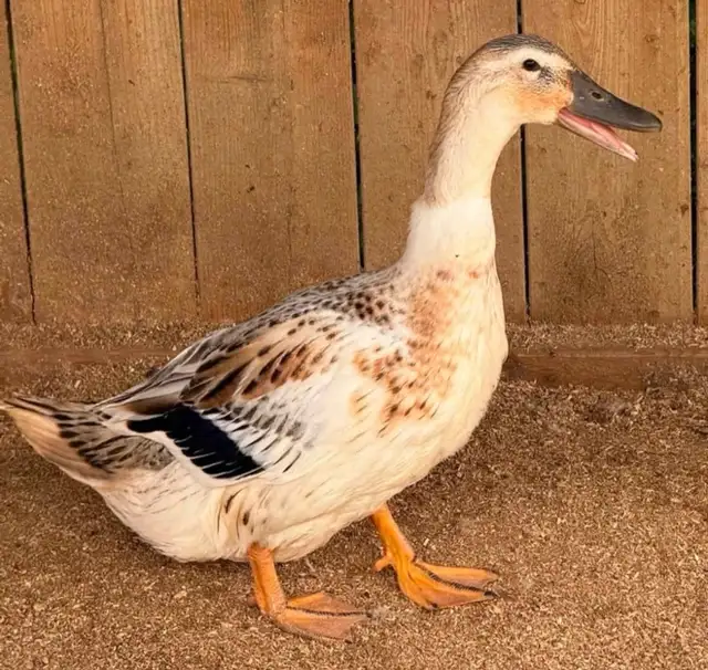 Welsh Harlequin Breeding Group