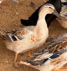 Welsh Harlequin Breeding Group - Photo 2