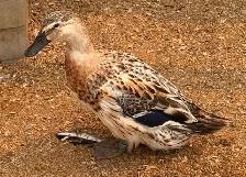 Welsh Harlequin Breeding Group - Photo 3