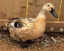 Welsh Harlequin Breeding Group - Photo 4