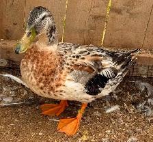 Welsh Harlequin Breeding Group - Photo 5