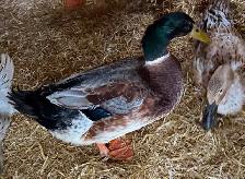 Welsh Harlequin Breeding Group - Photo 6