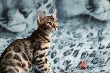 Leopard-look Bengal Kittens - Brown, Silver, Longhair, TICA - Photo 4