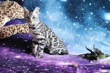 Leopard-look Bengal Kittens - Brown, Silver, Longhair, TICA - Photo 7