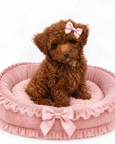 Sweet Little Teddy Bear Toy Poodle Puppies