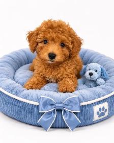Sweet Little Teddy Bear Toy Poodle Puppies - Photo 2