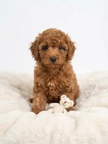 Sweet Little Teddy Bear Toy Poodle Puppies - Photo 3