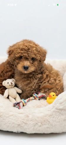 Sweet Little Teddy Bear Toy Poodle Puppies - Photo 4
