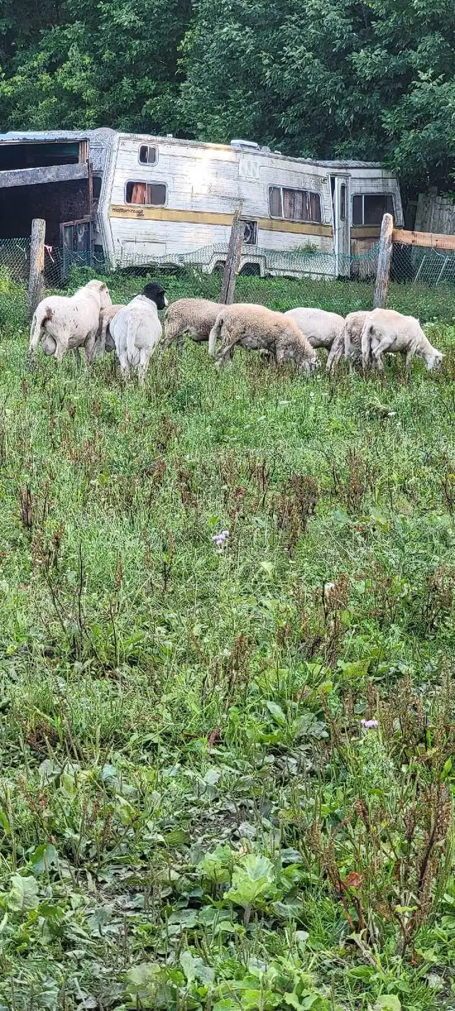 Katahdin Ram Sheep