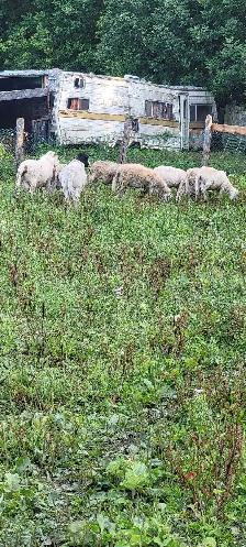 Katahdin Ram Sheep