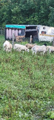 Katahdin Ram Sheep - Photo 2