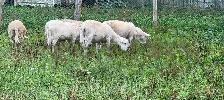 Katahdin Ram Sheep - Photo 3